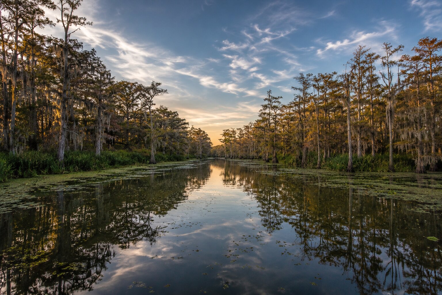 Wide Louisiana bayou scene