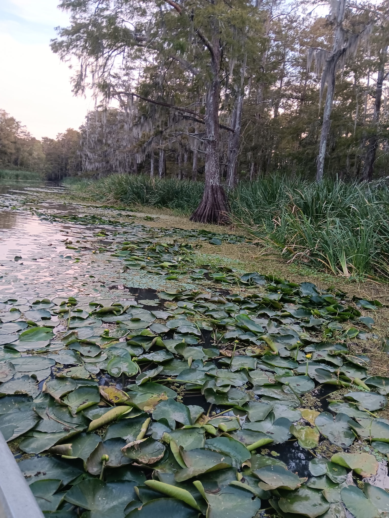 Local guide from Cajun and Culture Swamp Tours